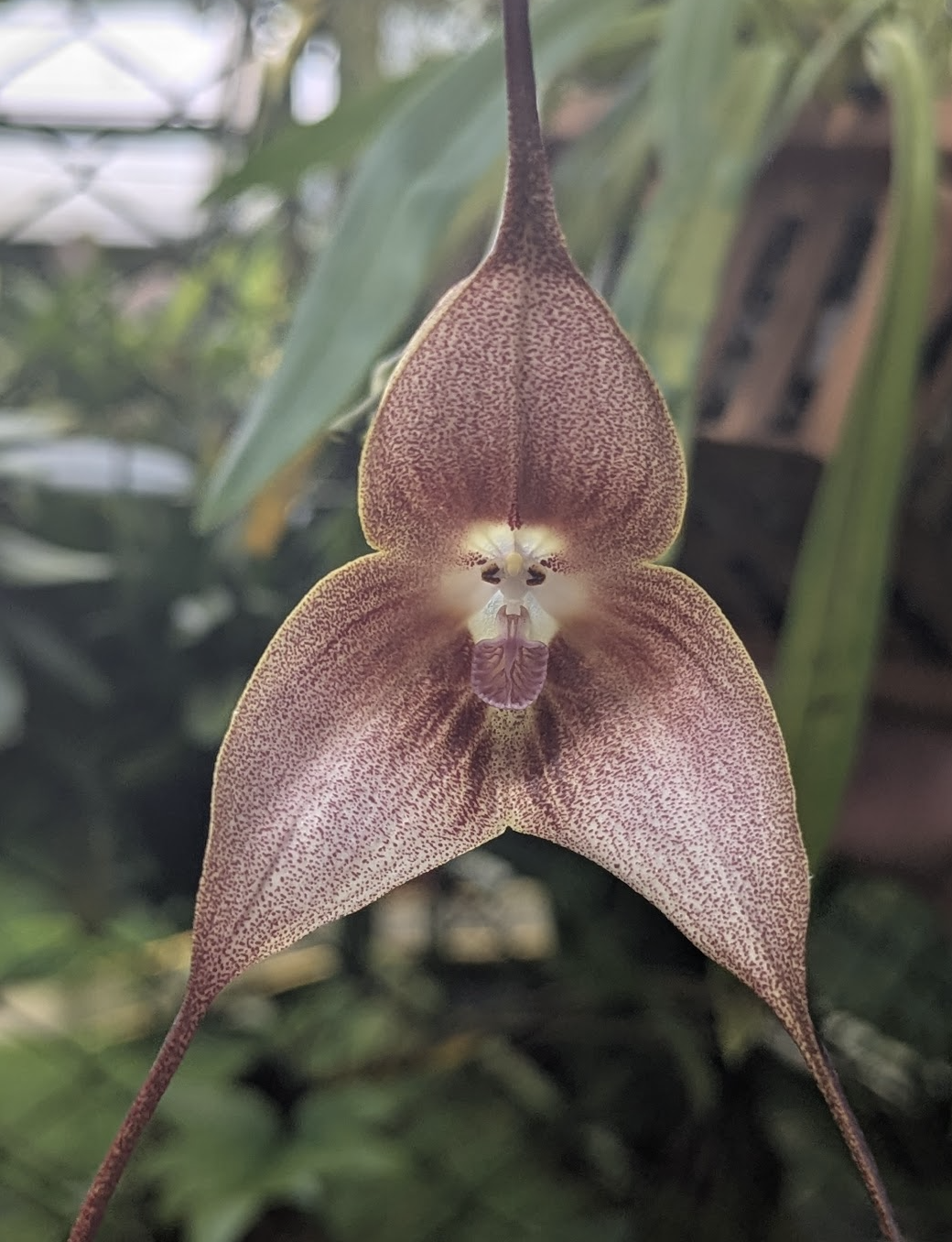 The rare, exotic, and beautiful