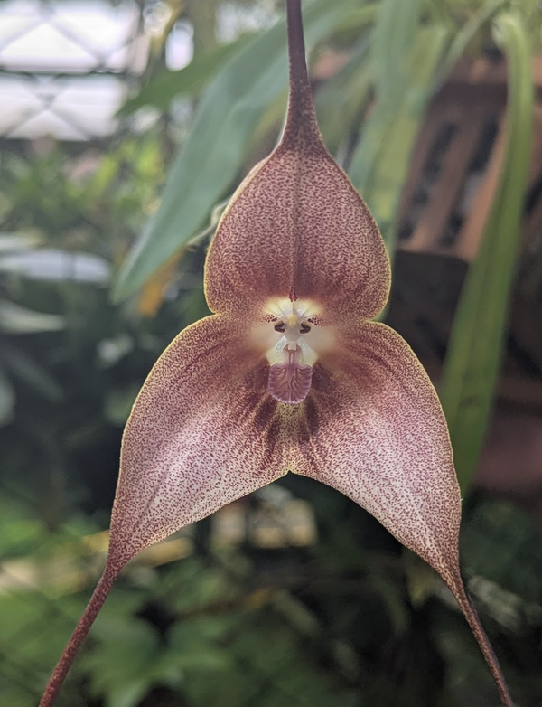 The rare, exotic, and beautiful